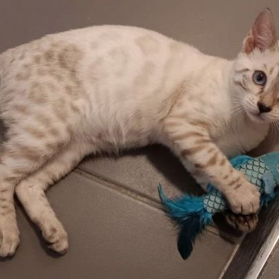 Chaton bengal #2