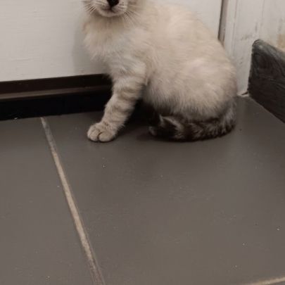 Chaton bengal #3