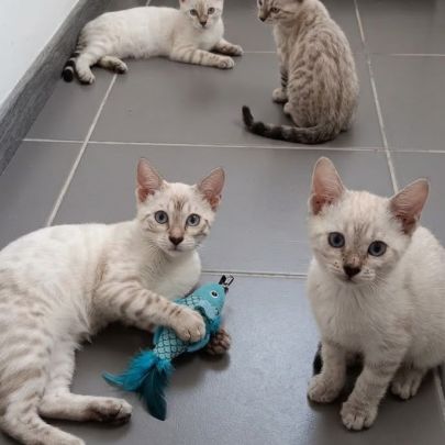 Chaton bengal #0