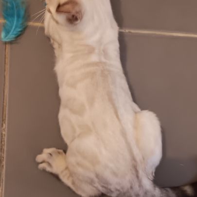 Chaton bengal #6