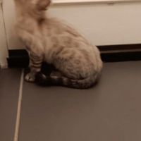 Chaton bengal #4