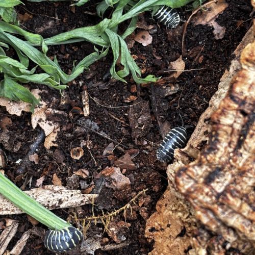 Isopodes armadillidium black yellow