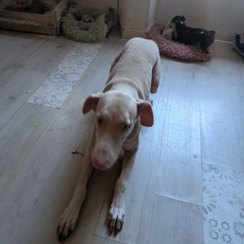 Donne femelle doberman #3