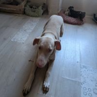 Donne femelle doberman #3