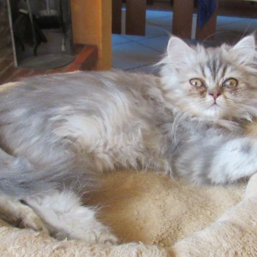Magnifique chaton persan male loof disponible #3