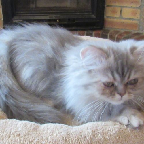 Magnifique chaton persan male loof disponible #5