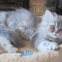 Magnifique chaton persan male loof disponible