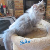 Magnifique chaton persan male loof disponible #2