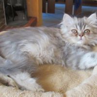 Magnifique chaton persan male loof disponible #3