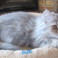 Magnifique chaton persan male loof disponible #4