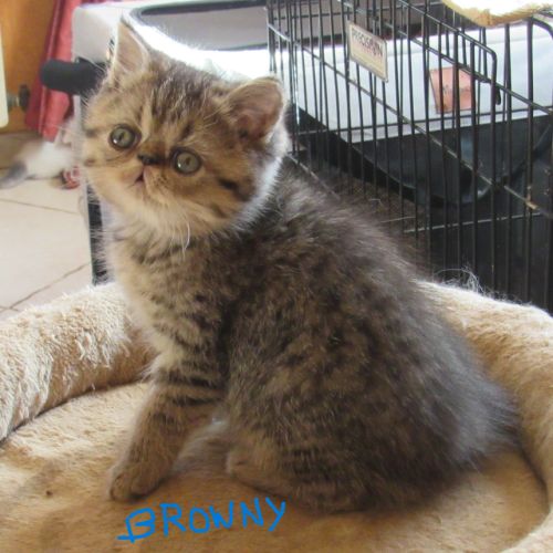A reserver chaton exotic shorthair male loof #4