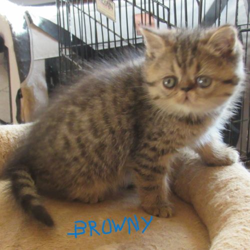 A reserver chaton exotic shorthair male loof #5