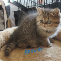 A reserver chaton exotic shorthair male loof