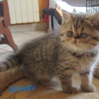 A reserver chaton exotic shorthair male loof #2