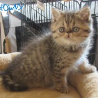 A reserver chaton exotic shorthair male loof #3