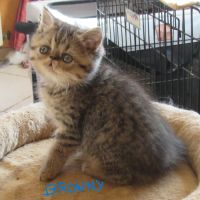 A reserver chaton exotic shorthair male loof #4