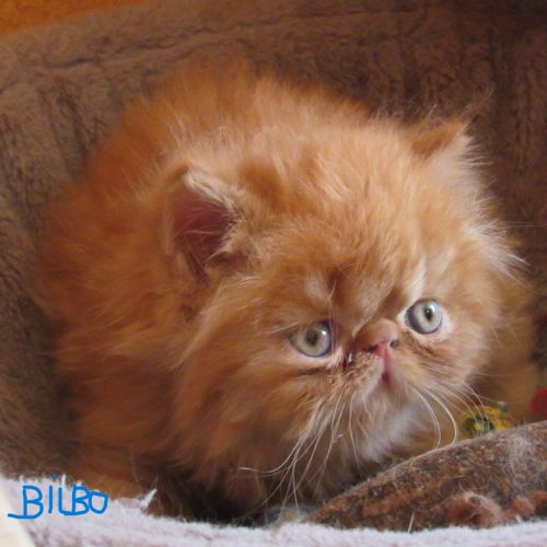 Chaton persan male roux loof a reserver