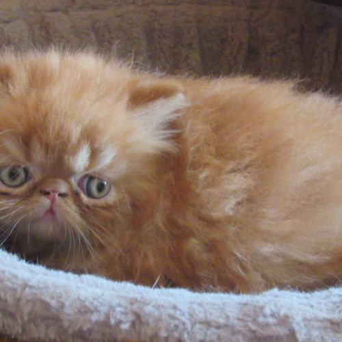 Chaton persan male roux loof a reserver #2