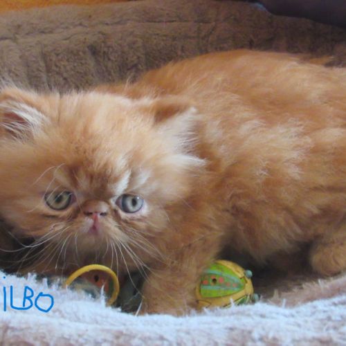Chaton persan male roux loof a reserver #3
