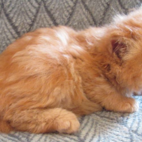 Chaton persan male roux loof a reserver #4