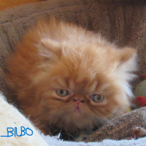 Chaton persan male roux loof a reserver #5