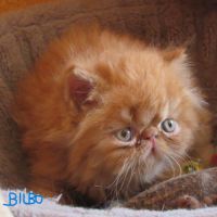 Chaton persan male roux loof a reserver
