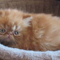 Chaton persan male roux loof a reserver #2