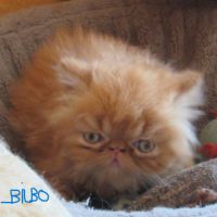 Chaton persan male roux loof a reserver #5