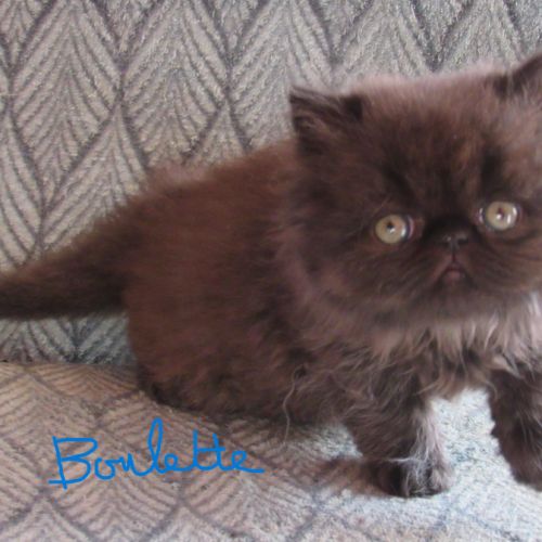 Magnifique chaton persan femelle loof a reserver #2