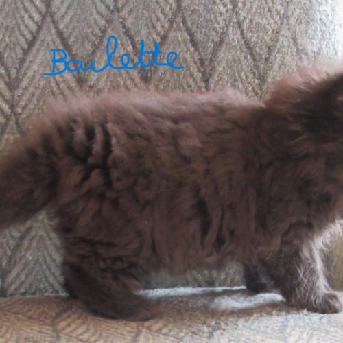 Magnifique chaton persan femelle loof a reserver #4