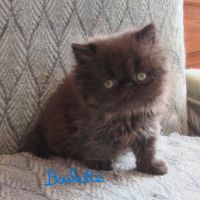 Magnifique chaton persan femelle loof a reserver