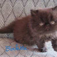 Magnifique chaton persan femelle loof a reserver #2