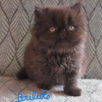 Magnifique chaton persan femelle loof a reserver #3