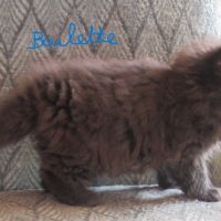 Magnifique chaton persan femelle loof a reserver #4