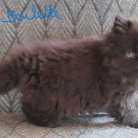 Magnifique chaton persan femelle loof a reserver #5