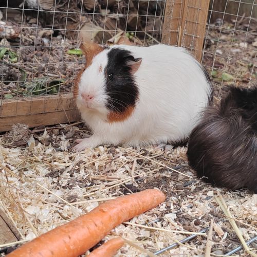 Cochon d'inde femelle pleine ( bien lire l'annonce #1