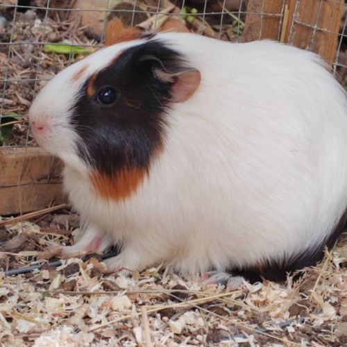 Cochon d'inde femelle pleine ( bien lire l'annonce #0
