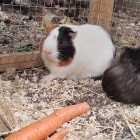 Cochon d'inde femelle pleine ( bien lire l'annonce #1