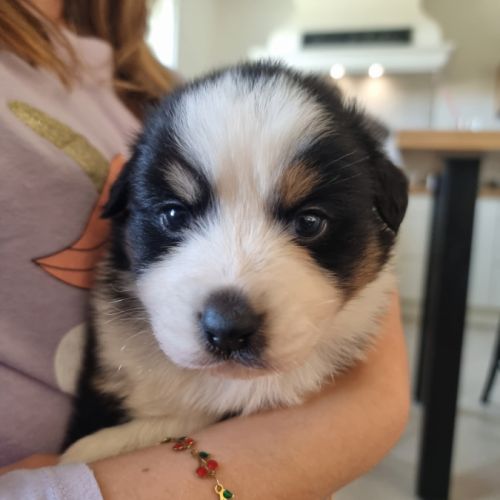 Chiots berger australien lof #0