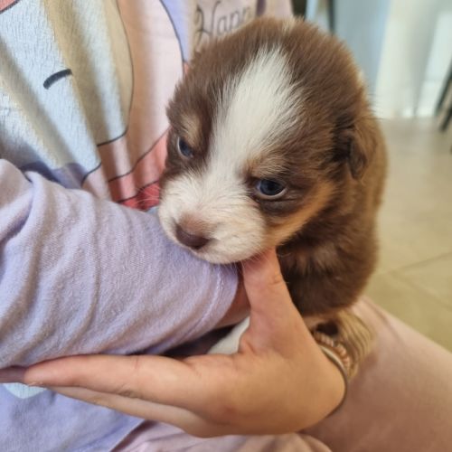 Chiots berger australien lof #2