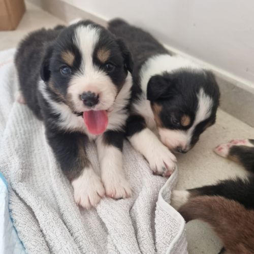 Chiots berger australien lof #3