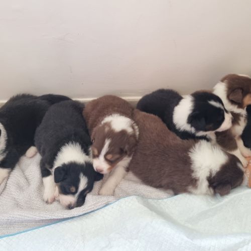 Chiots berger australien lof #4
