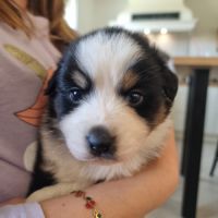 Chiots berger australien lof