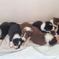 Chiots berger australien lof #4