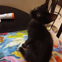 Berlioz #3