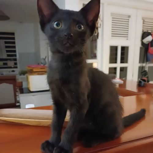 Berlioz #2