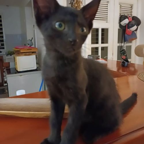 Berlioz #4