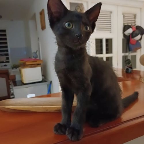 Berlioz