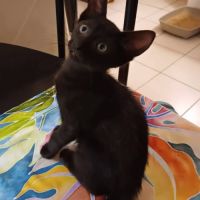 Berlioz #1