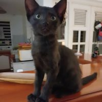 Berlioz #2
